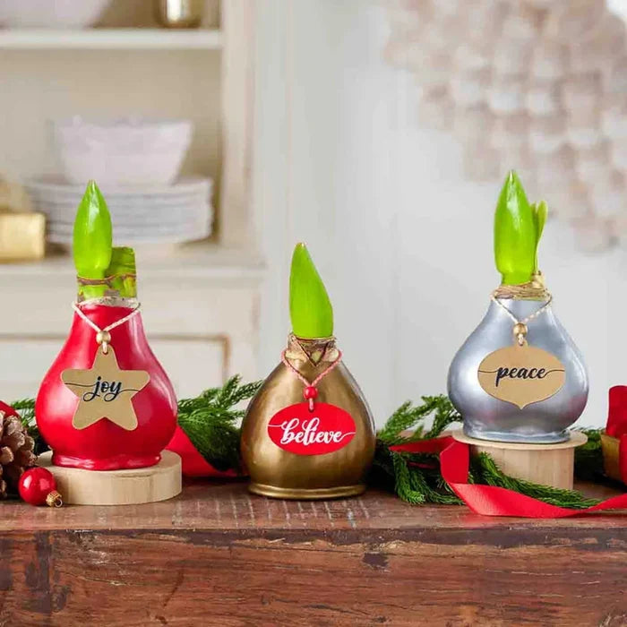 Holiday Greetings Waxed Amaryllis