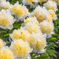 Honey Gold Peony