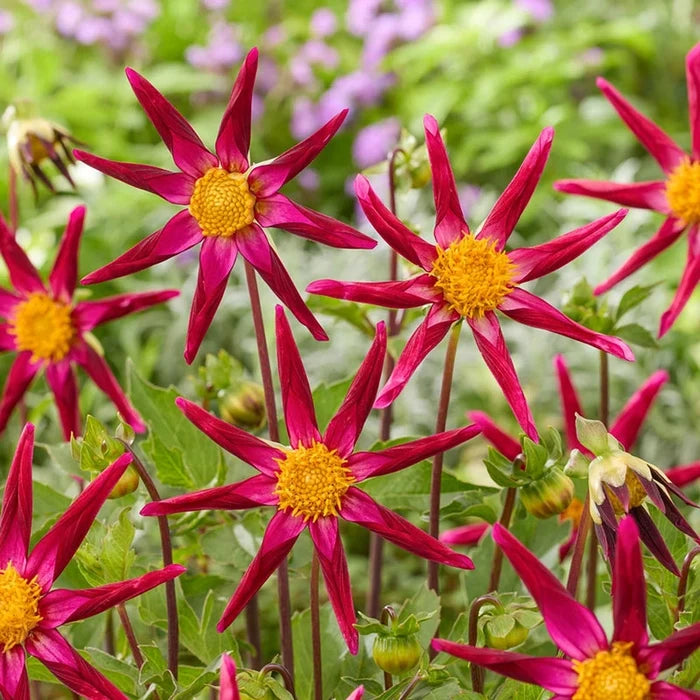 Honka Vino Dahlia