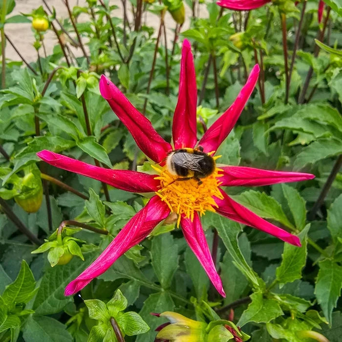 Honka Vino Dahlia