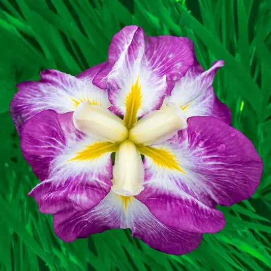 Jell-O Dinner Plate™ Japanese Iris