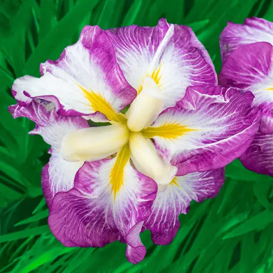 Jell-O Dinner Plate™ Japanese Iris