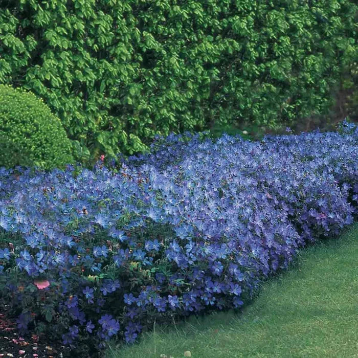 Johnson's Blue Hardy Geranium