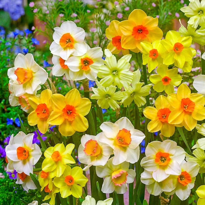 Jonquilla Daffodil Mixture