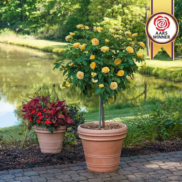 Julia Child Patio Tree Rose 69914