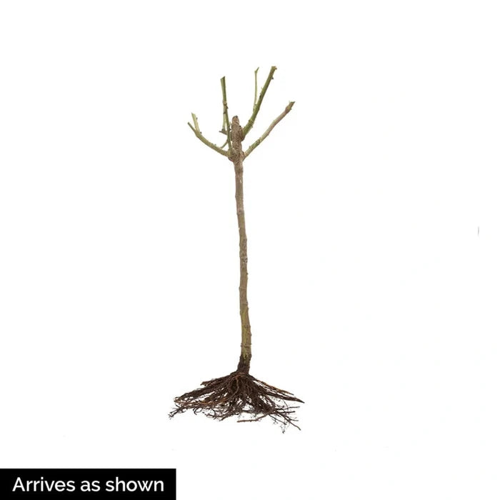 Take It Easy® 24" Patio Tree Rose