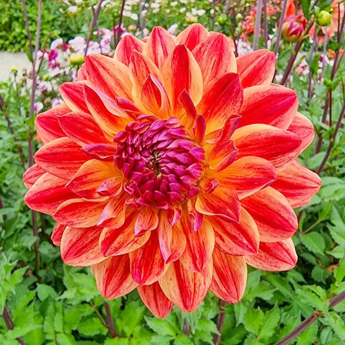 Kees Verkade Dahlia