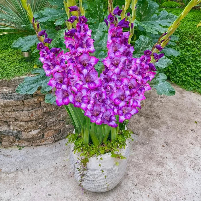 Kim Dwarf Gladiolus