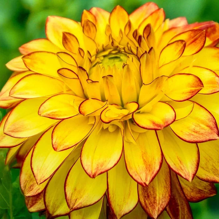 Lake Ontario Dahlia