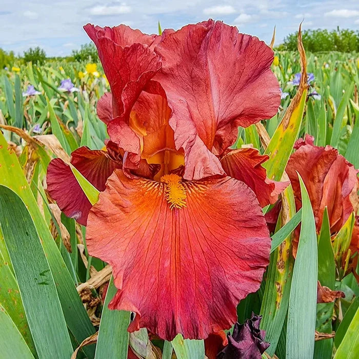 Lest We Forget Reblooming Bearded Iris