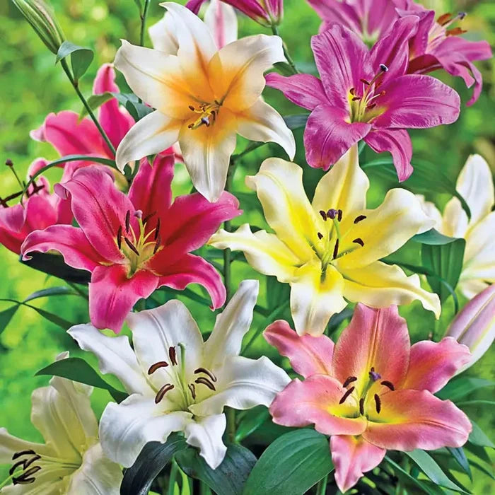 Lily Tree Mixture