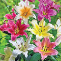 Lily Tree Mixture
