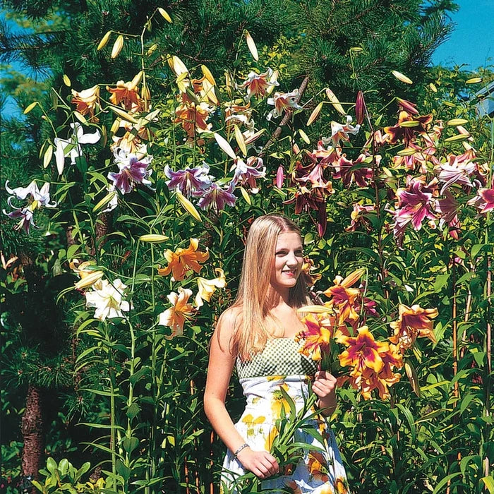 Lily Tree® Mixture