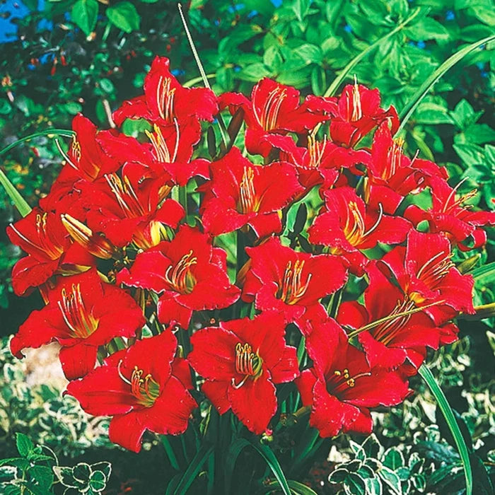 Little Business Reblooming Dwarf Daylily