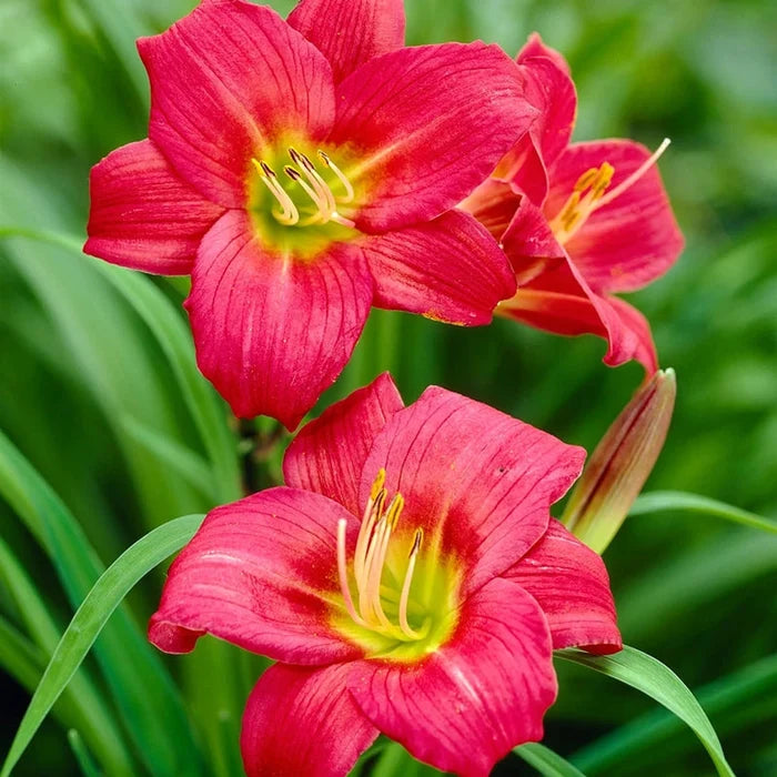 Little Business Reblooming Dwarf Daylily