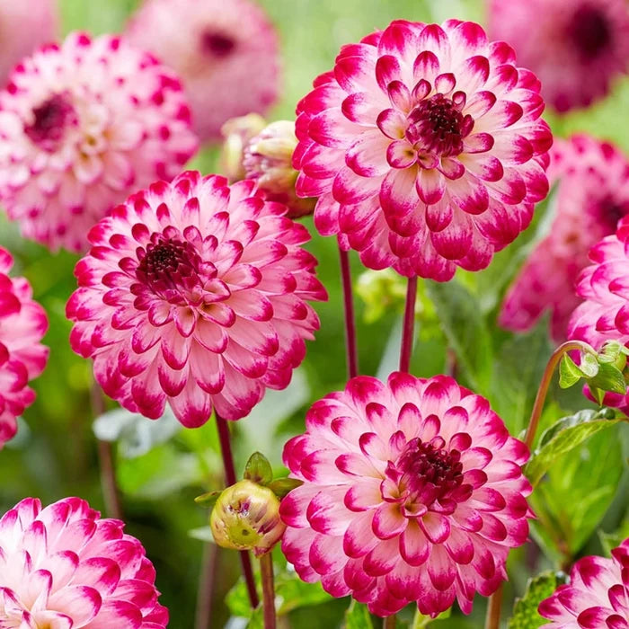 Little Robert Dahlia