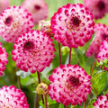 Little Robert Dahlia