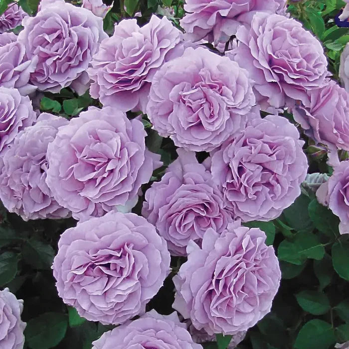 Love Song Floribunda Rose