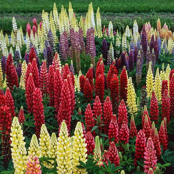 Lupines Mixture