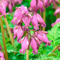 Fern Leaved Bleeding Heart