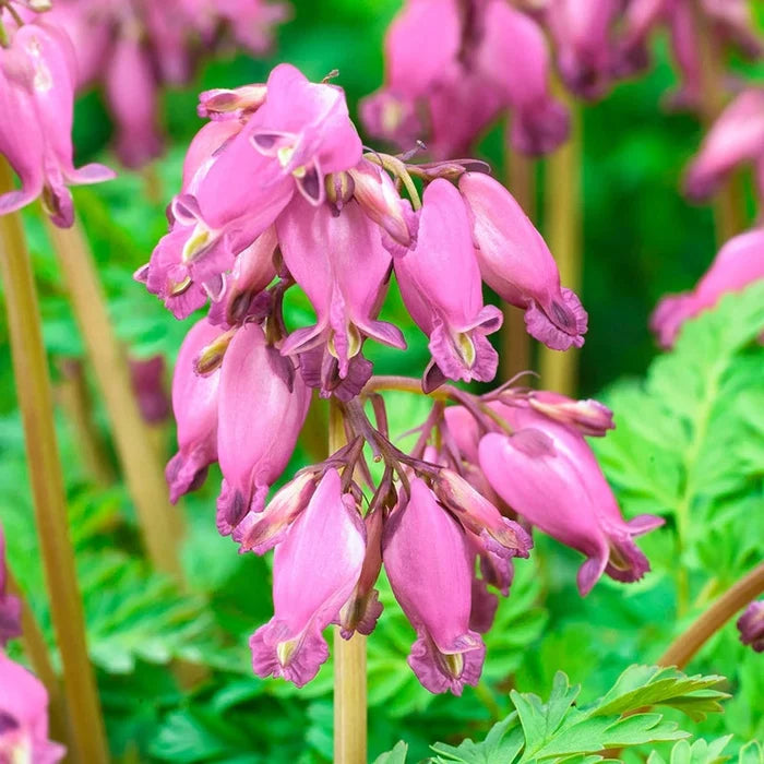 Fern Leaved Bleeding Heart