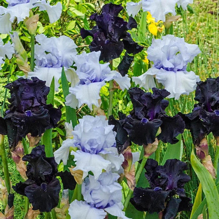 Magical Moments Bearded Iris Duet