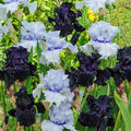 Magical Moments Bearded Iris Duet