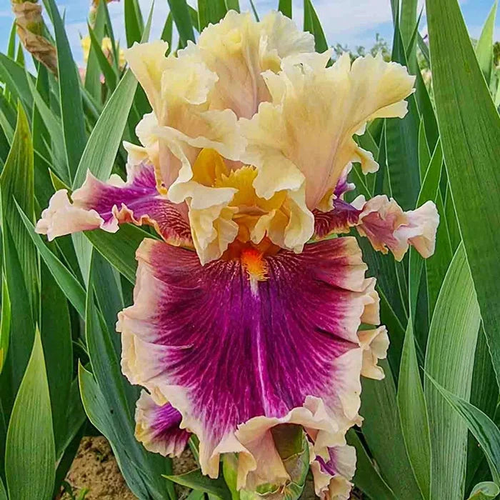 Make Mine Magic Bearded Iris