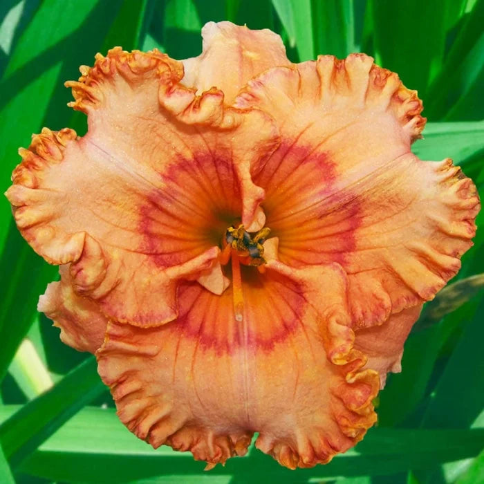 Mandolin Reblooming Daylily