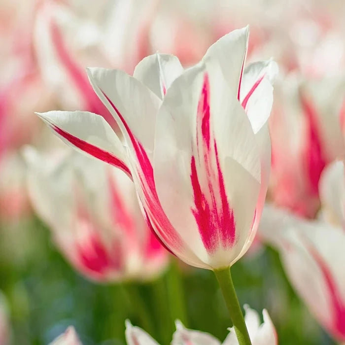 Marilyn Tulip