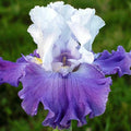Masterwork Reblooming Bearded Iris