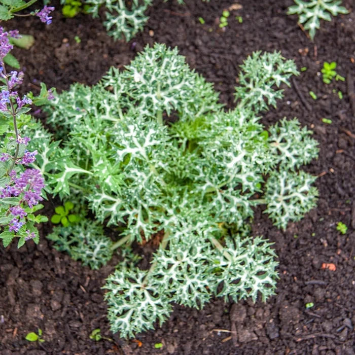 Mediterranean Sea Holly