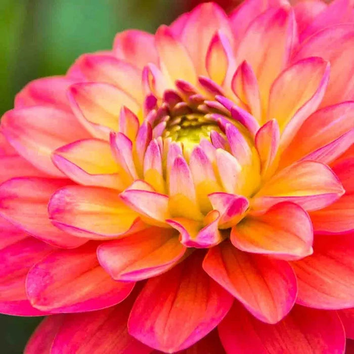 Melody Allegro Dahlia