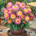 Melody Gipsy Dahlia