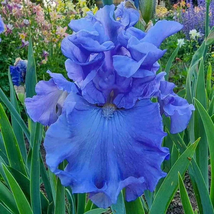 Merchant Marine Iris