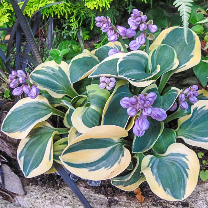 Mighty Mouse Mini Hosta