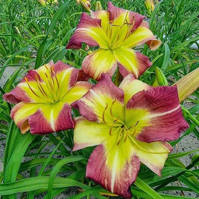 Mike Reed Reblooming Daylily
