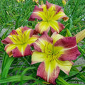 Mike Reed Reblooming Daylily