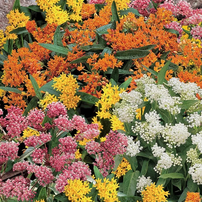 Milkweed Mixture