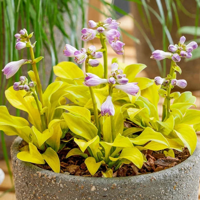 Mini Mouse Hosta Collection