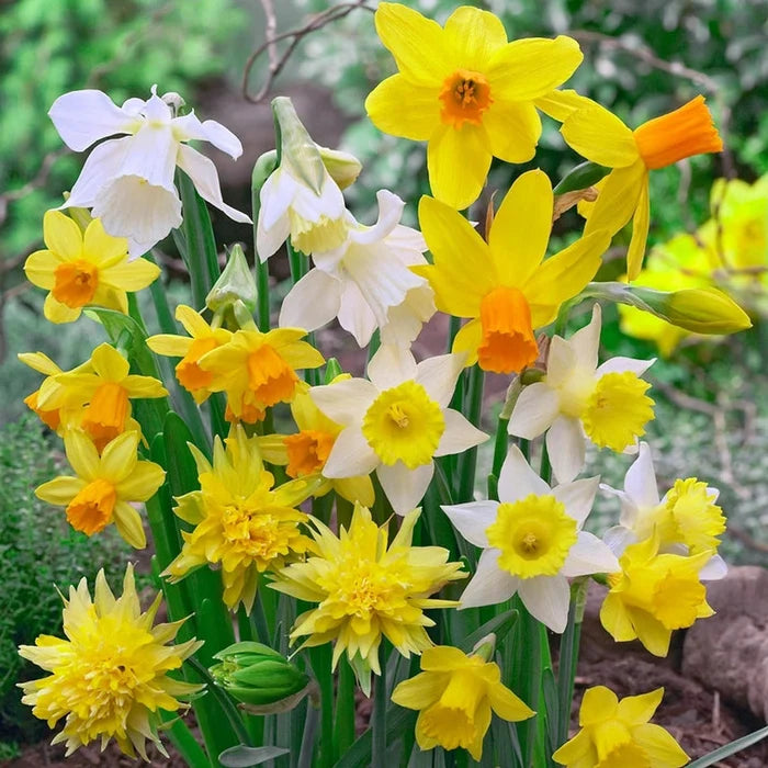Dwarf Daffodil Mixture