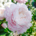 Moon River Peony