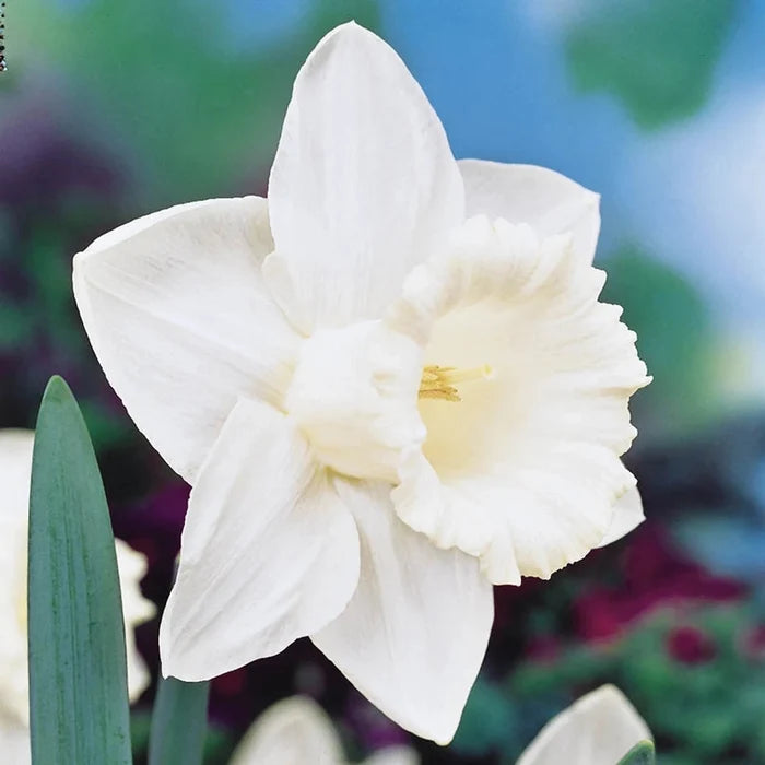 Mount Hood Daffodil