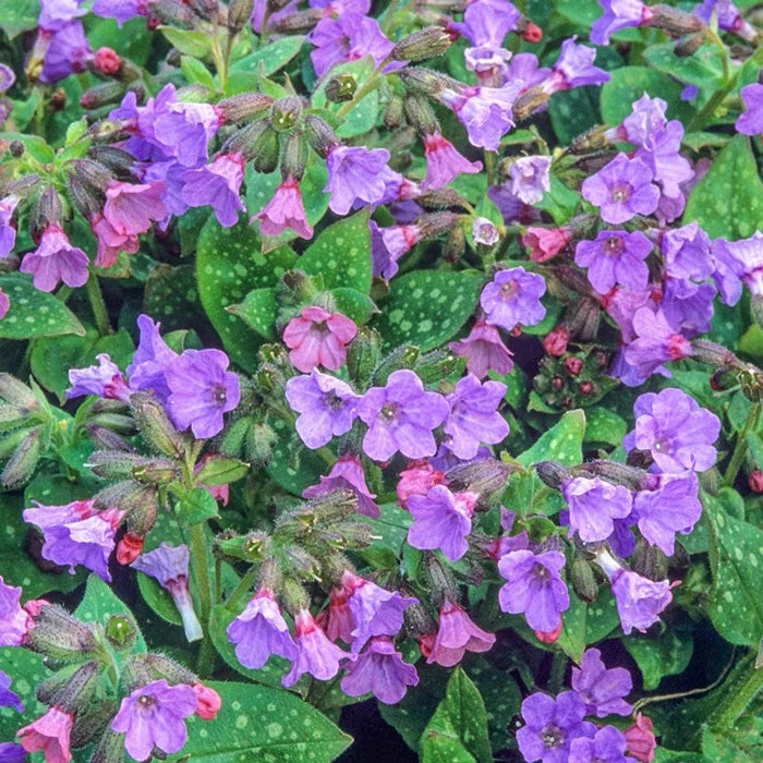 Mrs Moon Lungwort