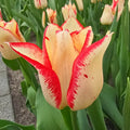 Nemo Tulip