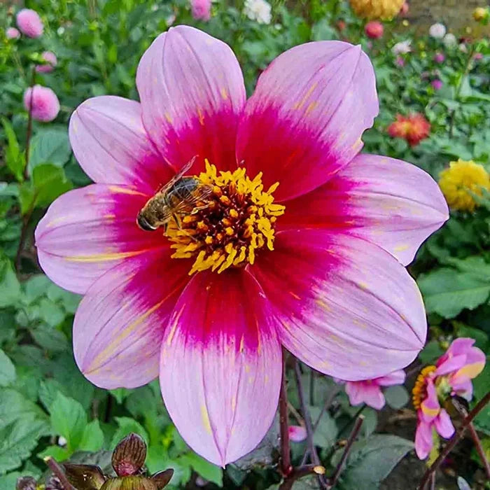 Neon Flair Dahlia