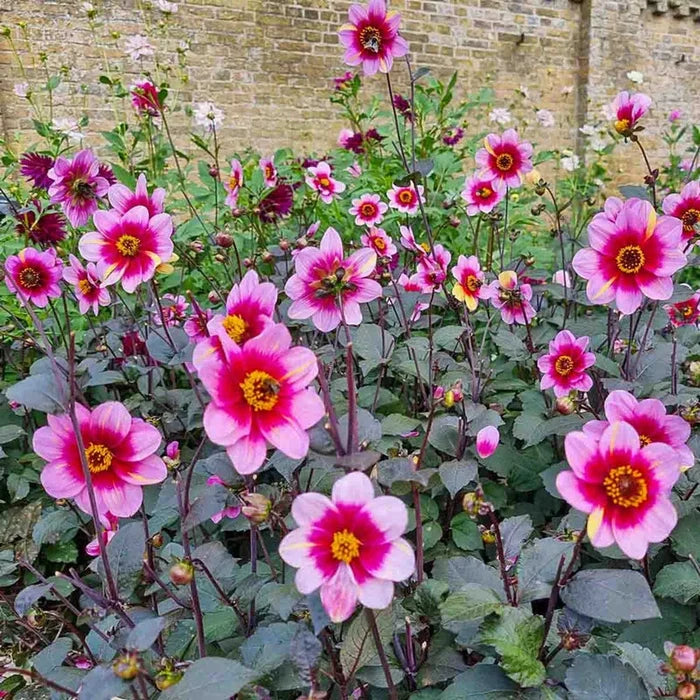 Neon Flair Dahlia