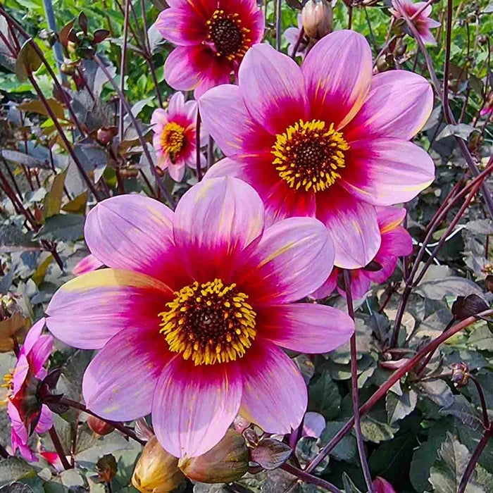 Neon Flair Dahlia