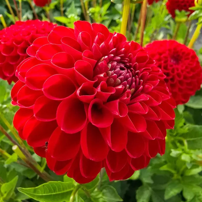 Nescio Dahlia
