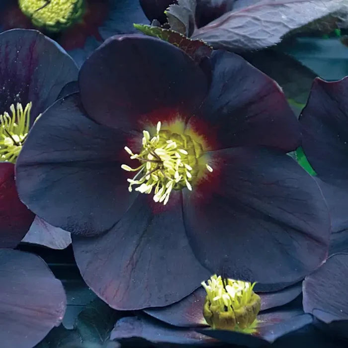 New York Night Single Helleborus